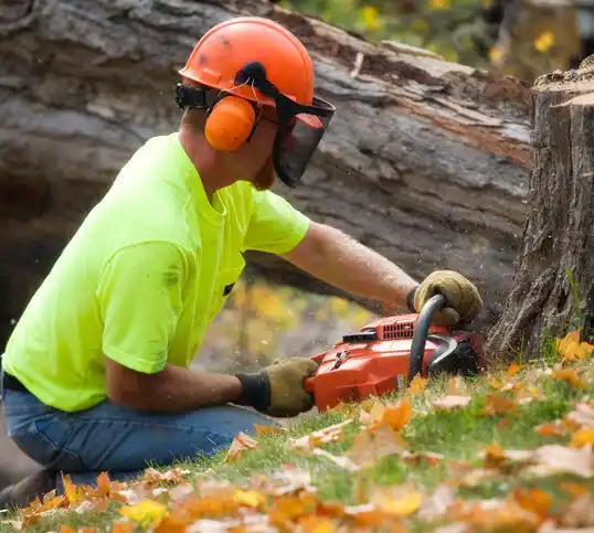 tree services Edon